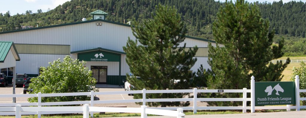 Dumb Friends League Near Me – Your Community Animal Welfare Partner